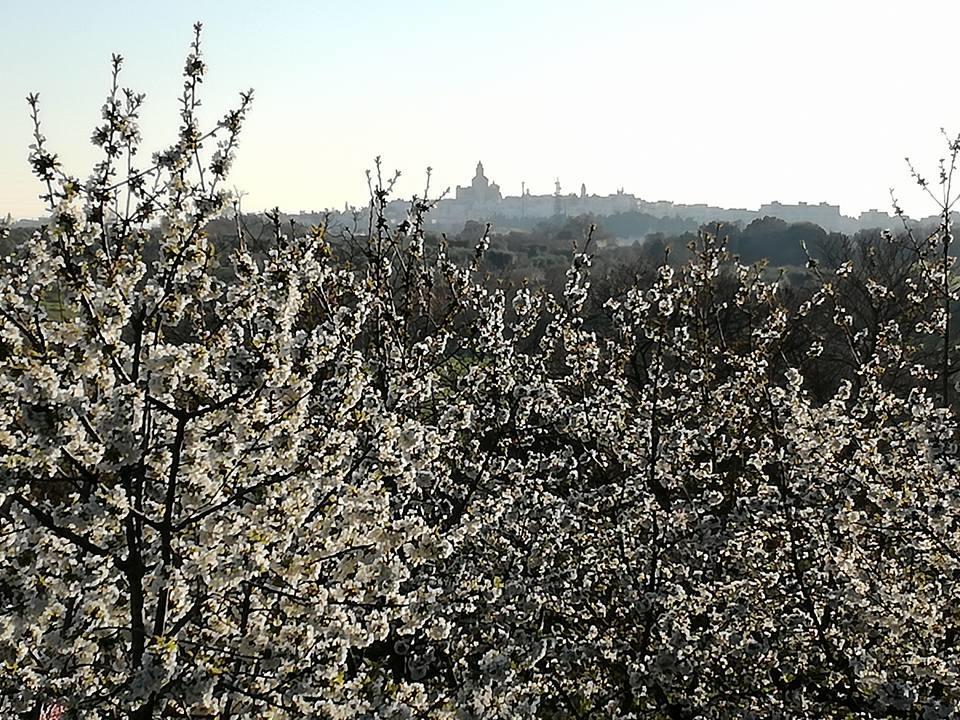 B&B Masseria Nardelli Locorotondo Εξωτερικό φωτογραφία